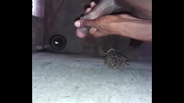 Penis Remaja India Yang Menggoda